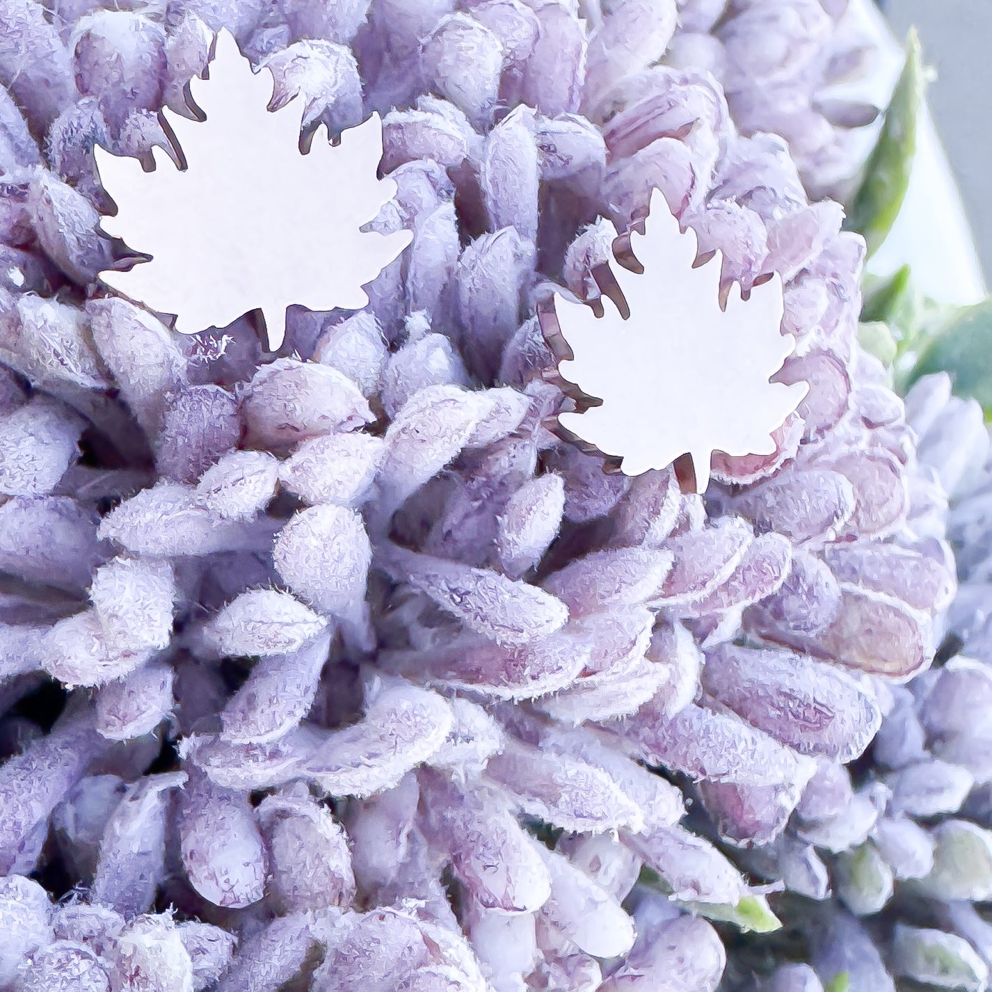 Maple Leaf Stud Earrings – Stainless Steel